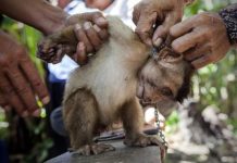 Noix de coco : du conte de fées commercial au cauchemar animal