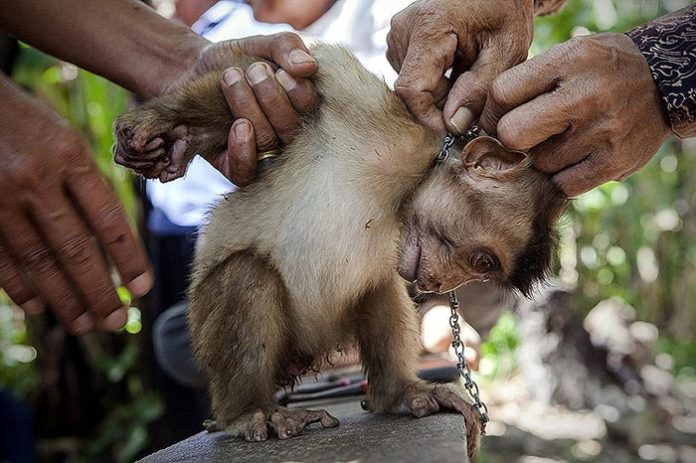 Noix de coco : du conte de fées commercial au cauchemar animal