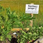 photo-incroyables-comestibles