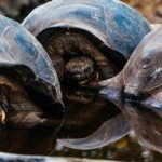 01_Galápagos