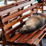 02_Galápagos