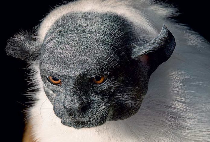 Dernière photo avant extinction : la série choc du photographe Tim Flach