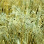 6549026971_82dd0237f1_o