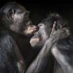 more-than-human-animal-photography-tim-flach-13
