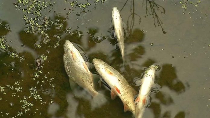 Lactalis pollue l’Isère autant qu’une ville de 10 000 habitants !