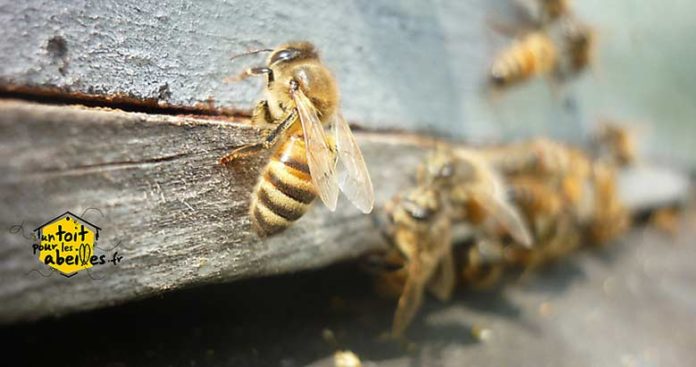 Parrainer une ruche pour venir en aide aux abeilles ?