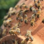 18891628_10154773202808391_4751643037225764978_o