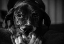 Pour un Droit des Animaux unifié en France