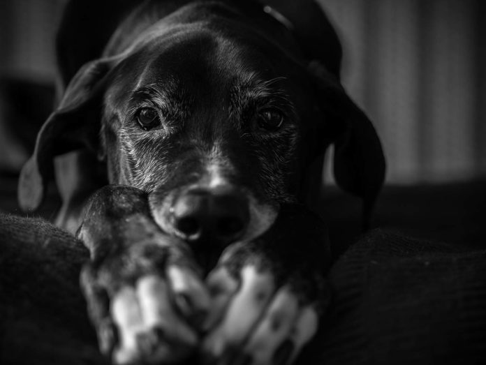 Pour un Droit des Animaux unifié en France