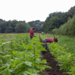 WEB_Projet-Micro-Fermes_Sainte_Marthe-101