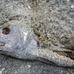 23151444224_4716840a21_o