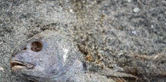 Les « zones mortes » multipliées par 4 depuis 1950 dans nos océans