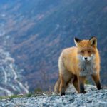 5117747415_37d94b1c90_o