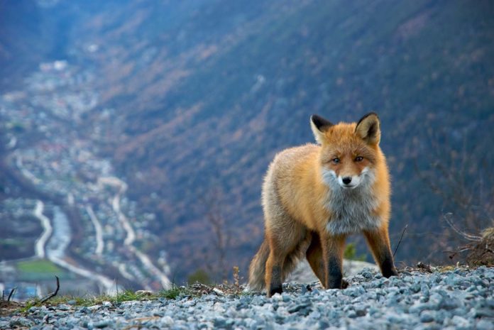 La Norvège interdira l’élevage des animaux à fourrure d’ici peu