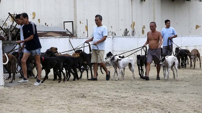 En Chine, la vie de centaines de lévriers de course menacée