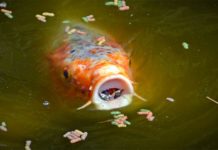 Carpes sous Prozac : comment nos antidépresseurs affectent les poissons