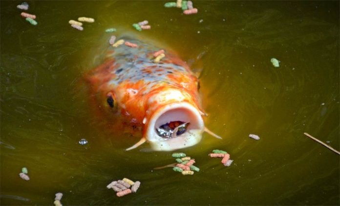 Carpes sous Prozac : comment nos antidépresseurs affectent les poissons