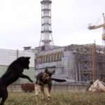 01_chernobyl_chien