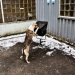 02_chernobyl_chien