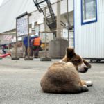 05_chernobyl_chien