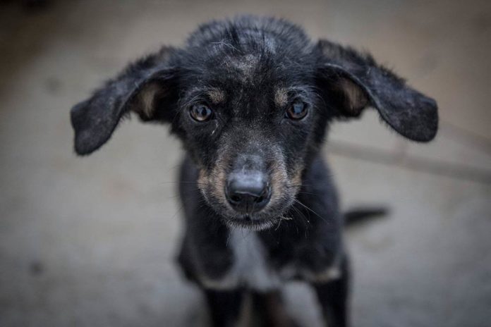 Rencontre avec les chiens errants de Tchernobyl