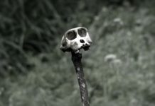 Amérique latine : hécatombe de singes menacés par la fièvre jaune… et une série Netflix