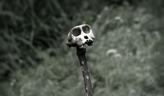 Amérique latine : hécatombe de singes menacés par la fièvre jaune… et une série Netflix