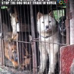 21093762946_0b0326e447_b