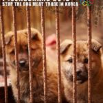 21119955455_512d696da4_b