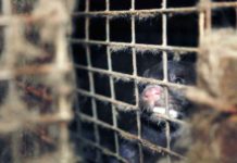 Voici comment on traite les visons à fourrure en France ! (Enquête L214)