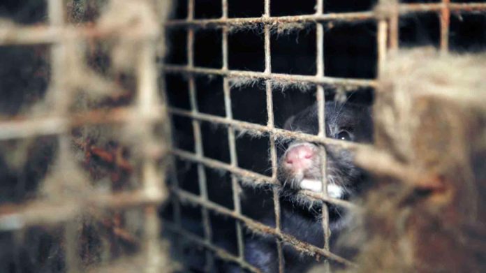 Voici comment on traite les visons à fourrure en France ! (Enquête L214)