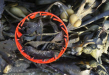 « Ceci n’est pas de l’Art » : la pollution marine exposée par une Normande