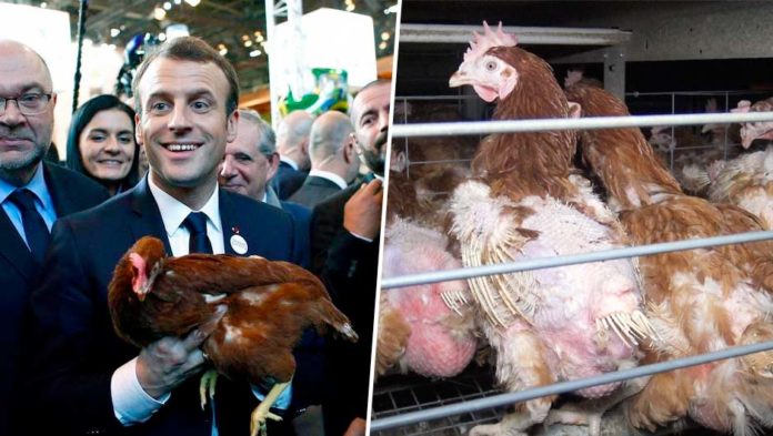 Salon de l’agriculture : du mythe à la réalité