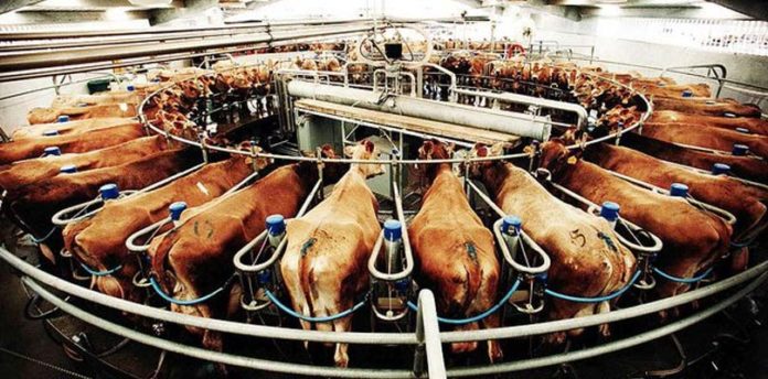 La PAC « entretient le modèle agro-industriel et emmène les agriculteurs dans le mur »