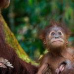 soapbox_oragutan_article_sos_sumatra