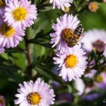 zero-phyto-potager-du-roi-versailles-1