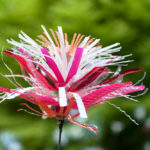 Photo Pierre Esteve-8