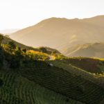 culture-thé-pu’er-Chine