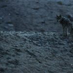 wolf_ladakh_emis_3_14