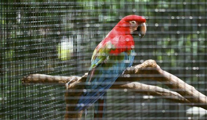 La France s’apprête à faciliter le commerce des animaux sauvages !