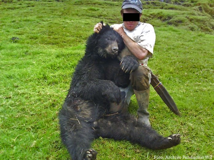 Amérique du Sud : mobilisation pour sauver l’ours à lunettes de l’extinction