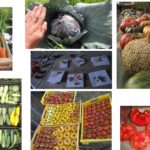 Présentation-ferme-2016_Page_31