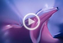 Choc visuel : Sea Shepherd expose la vie marine suffocante dans un océan de plastique