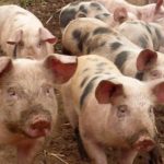 25888657572_bd696bc81b_k