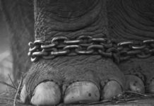 Chez André-Joseph Bouglione, les animaux de cirque appartiennent déjà au passé !