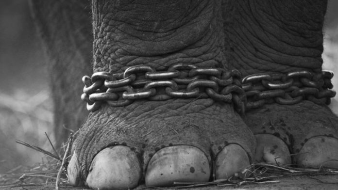 Chez André-Joseph Bouglione, les animaux de cirque appartiennent déjà au passé !