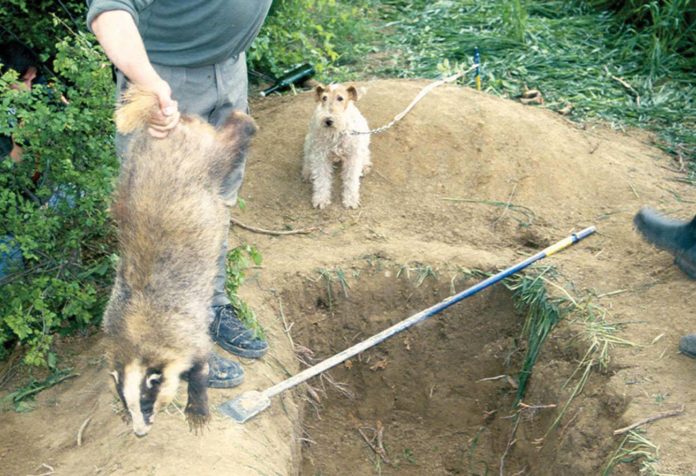 France : le carnage du déterrage des blaireaux aussi cruel que la chasse à courre