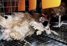 Scandale des œufs Matines : L214 exige l’interdiction de l’élevage des poules en cage