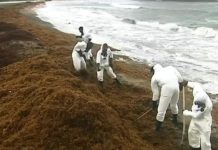 Alerte aux algues toxiques dans les Antilles