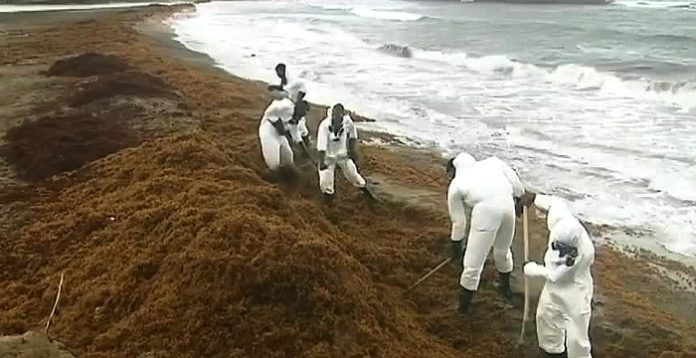 Alerte aux algues toxiques dans les Antilles